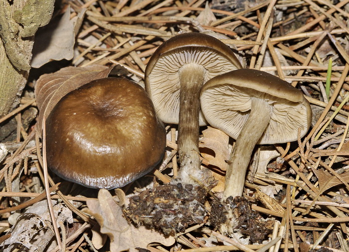 Lyophyllum sp.